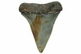 Fossil Broad-Toothed Mako Shark Tooth - North Carolina #257367-1